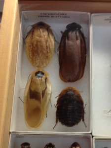 Several cockroaches from the Essig Museum collection at the University of California, Berkeley.